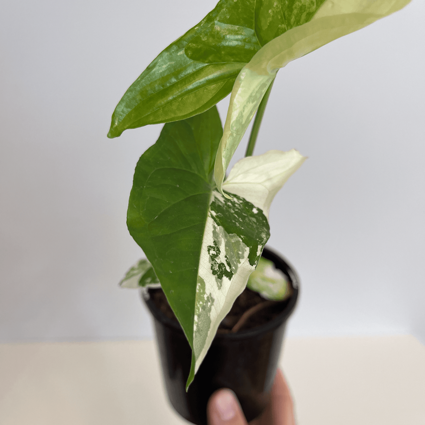 Syngonium - Fantasy - The Plant Buddies
