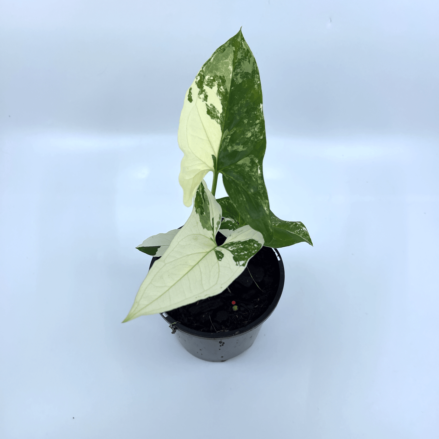 Syngonium - Fantasy - The Plant Buddies