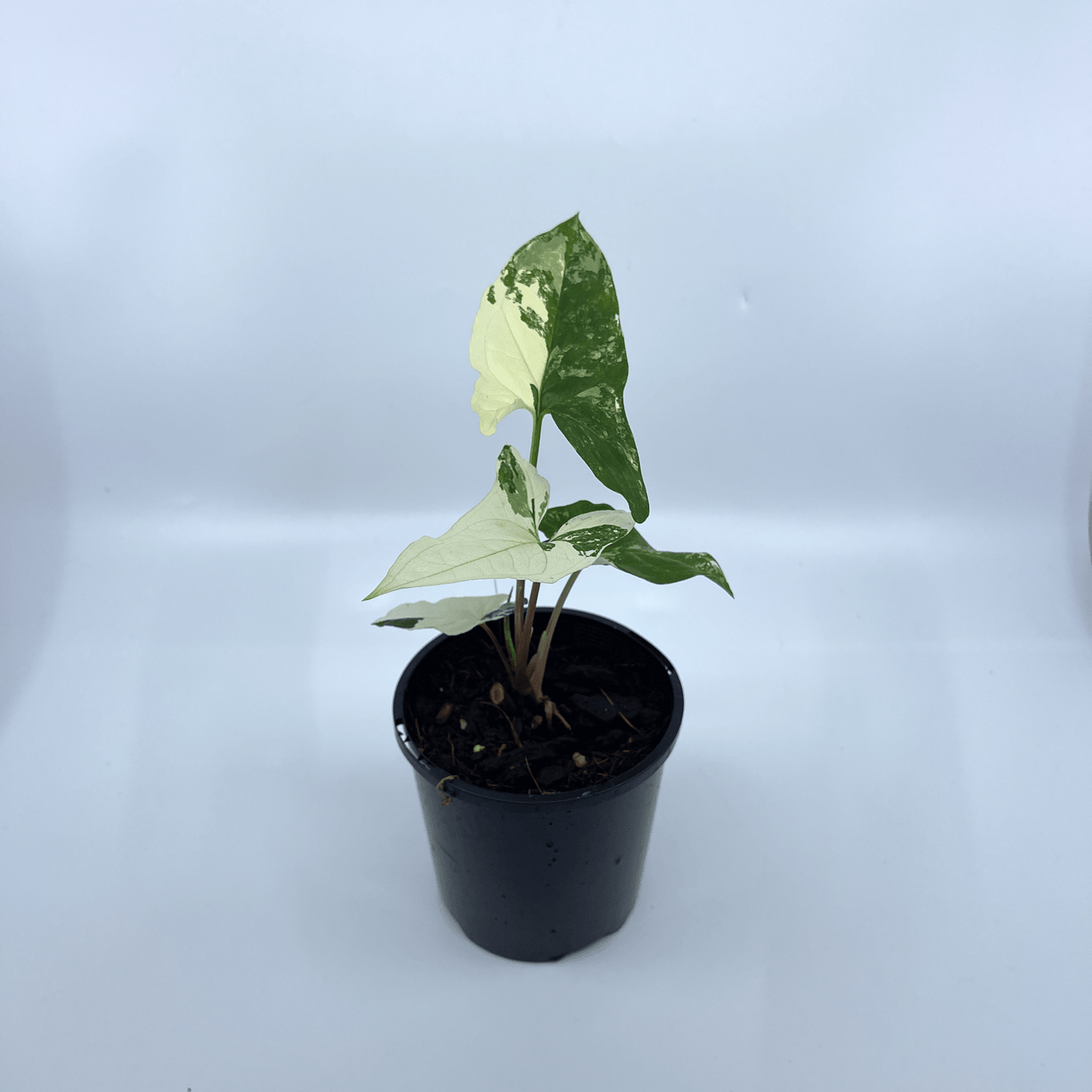Syngonium - Fantasy - The Plant Buddies