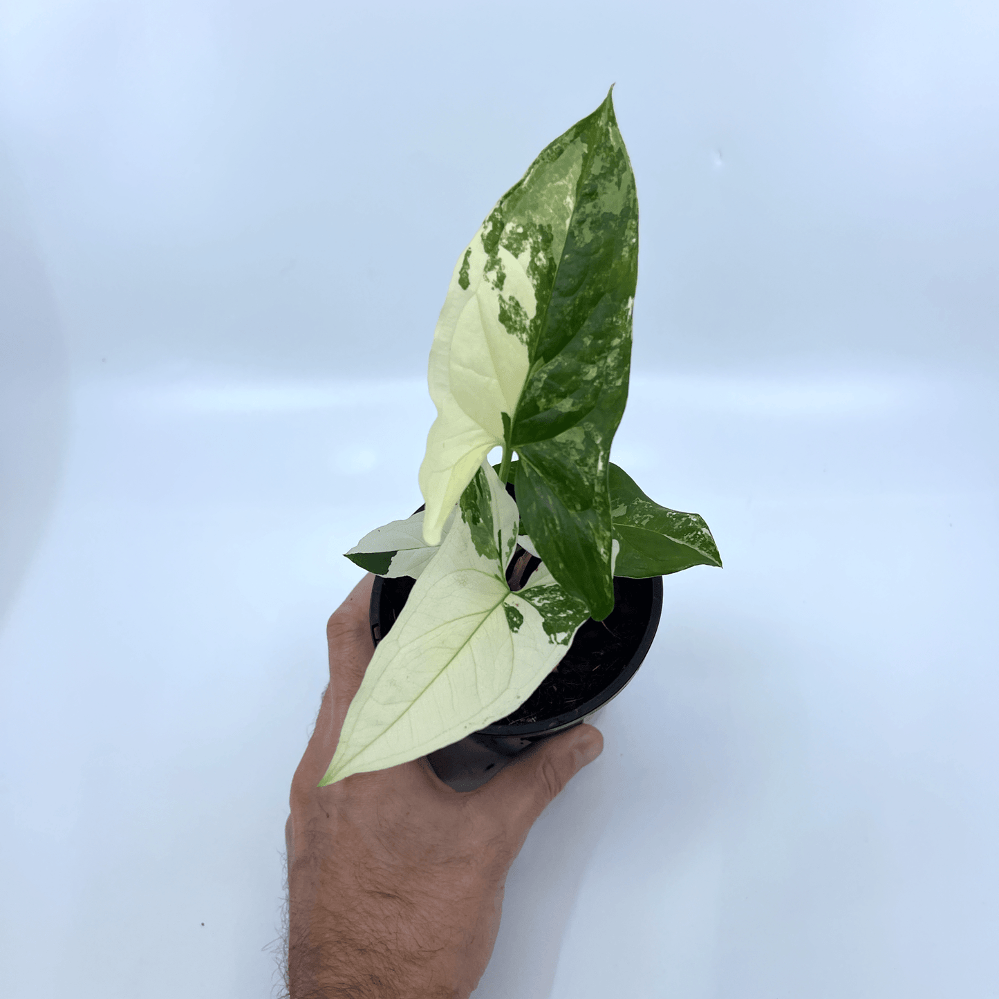 Syngonium - Fantasy - The Plant Buddies