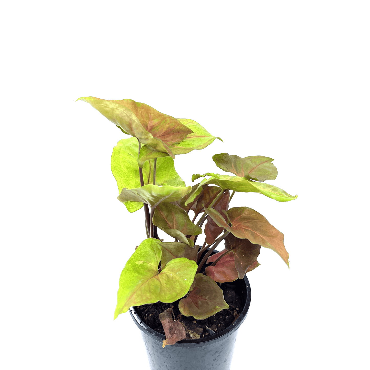 Syngonium - Marie - The Plant Buddies