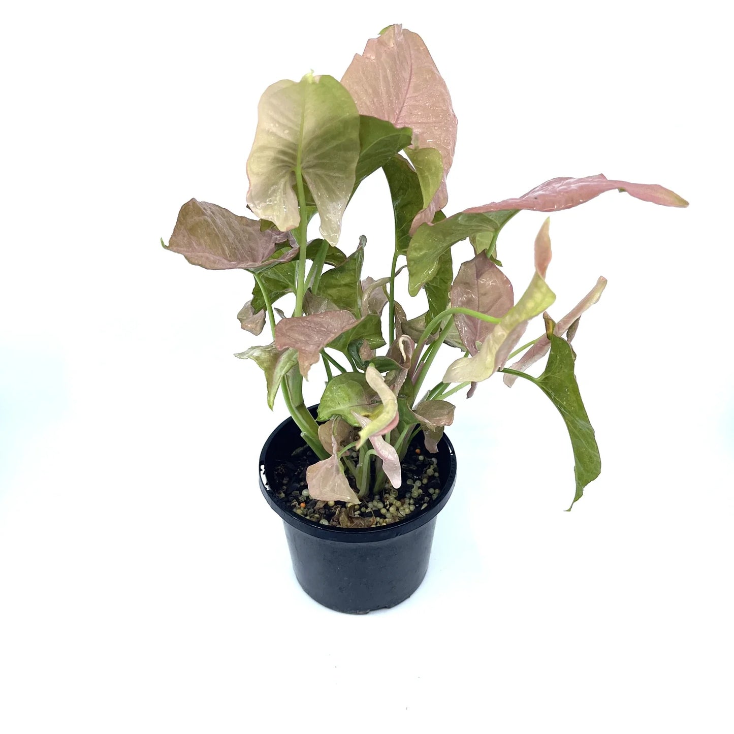 Syngonium - Neon - The Plant Buddies