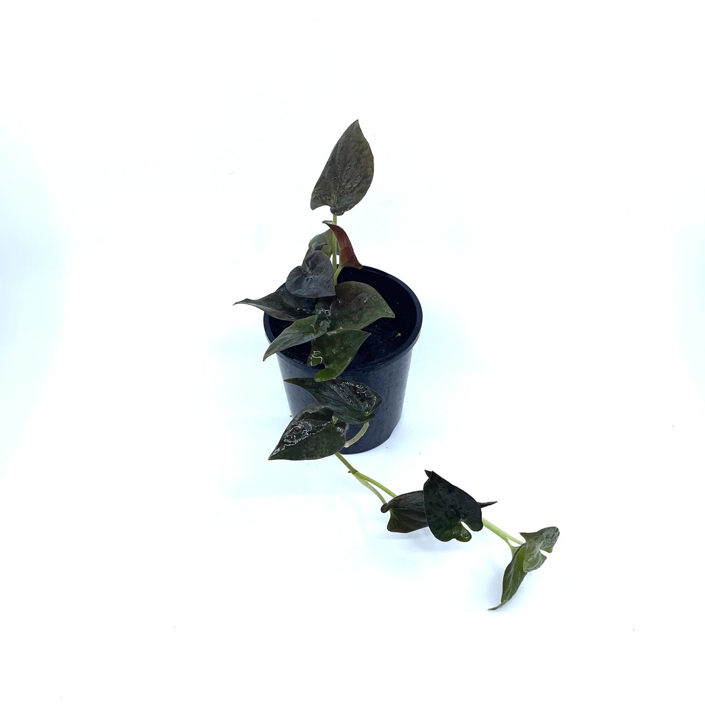 Syngonium - Red Arrow 🍂🍂🍂 - The Plant Buddies