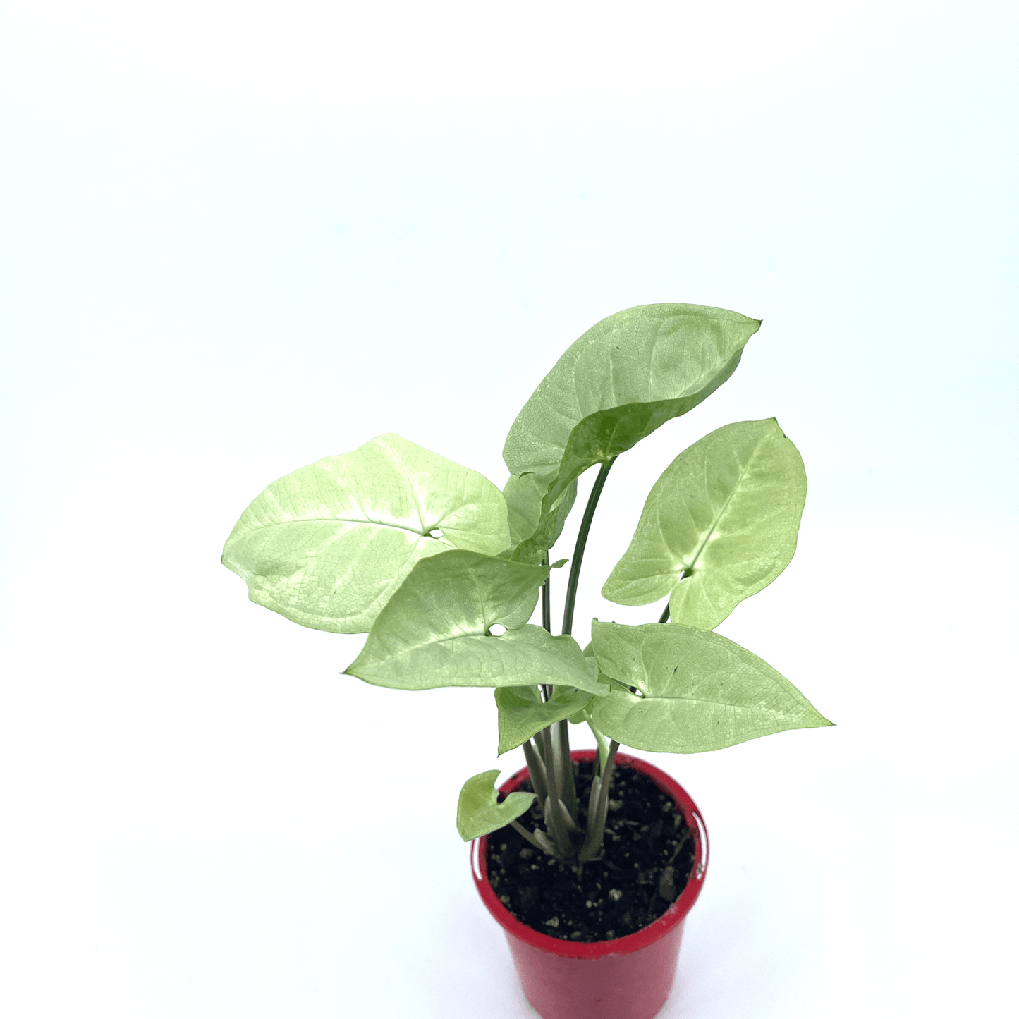 Syngonium - Silver Pearl - The Plant Buddies