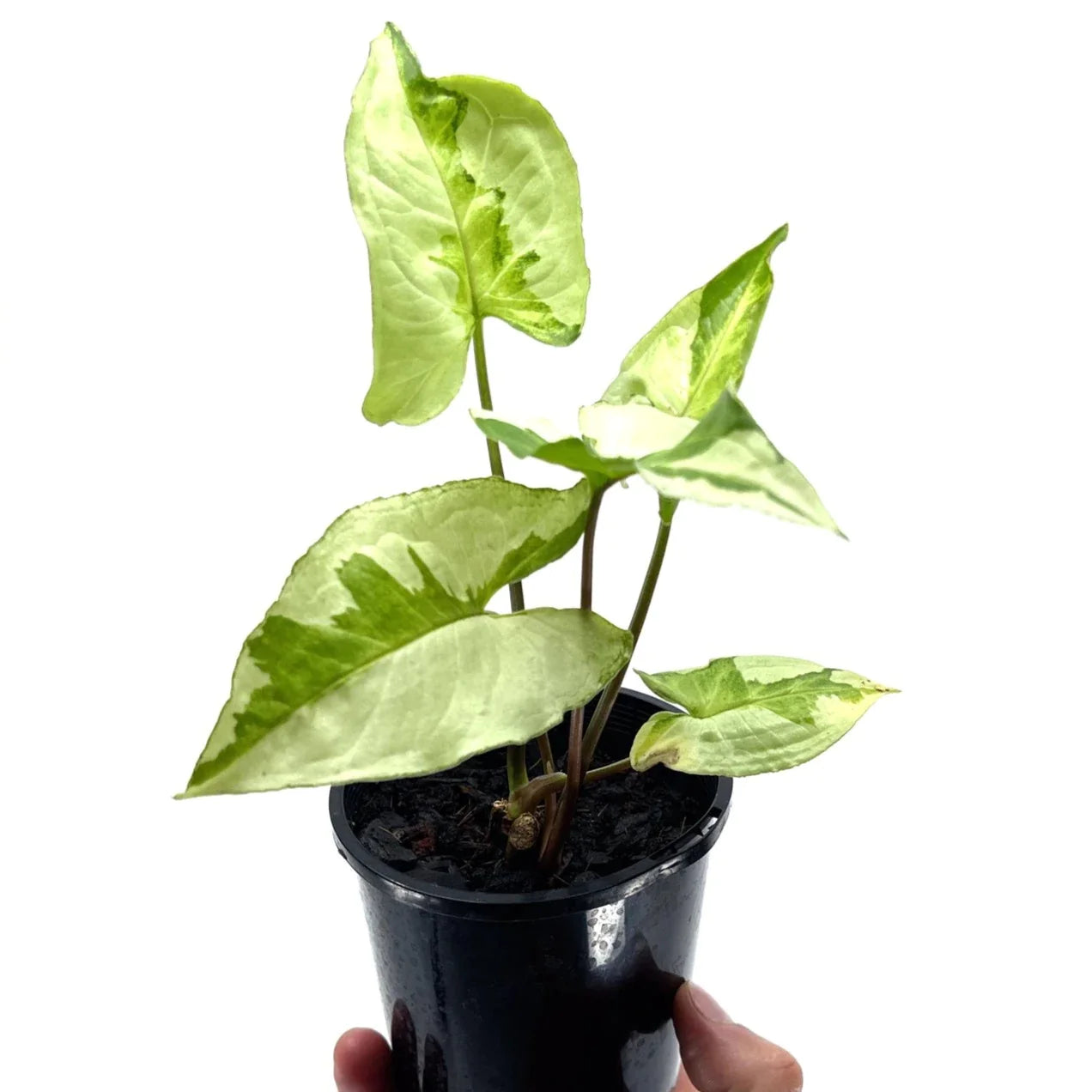 Syngonium - Three Kings - The Plant Buddies