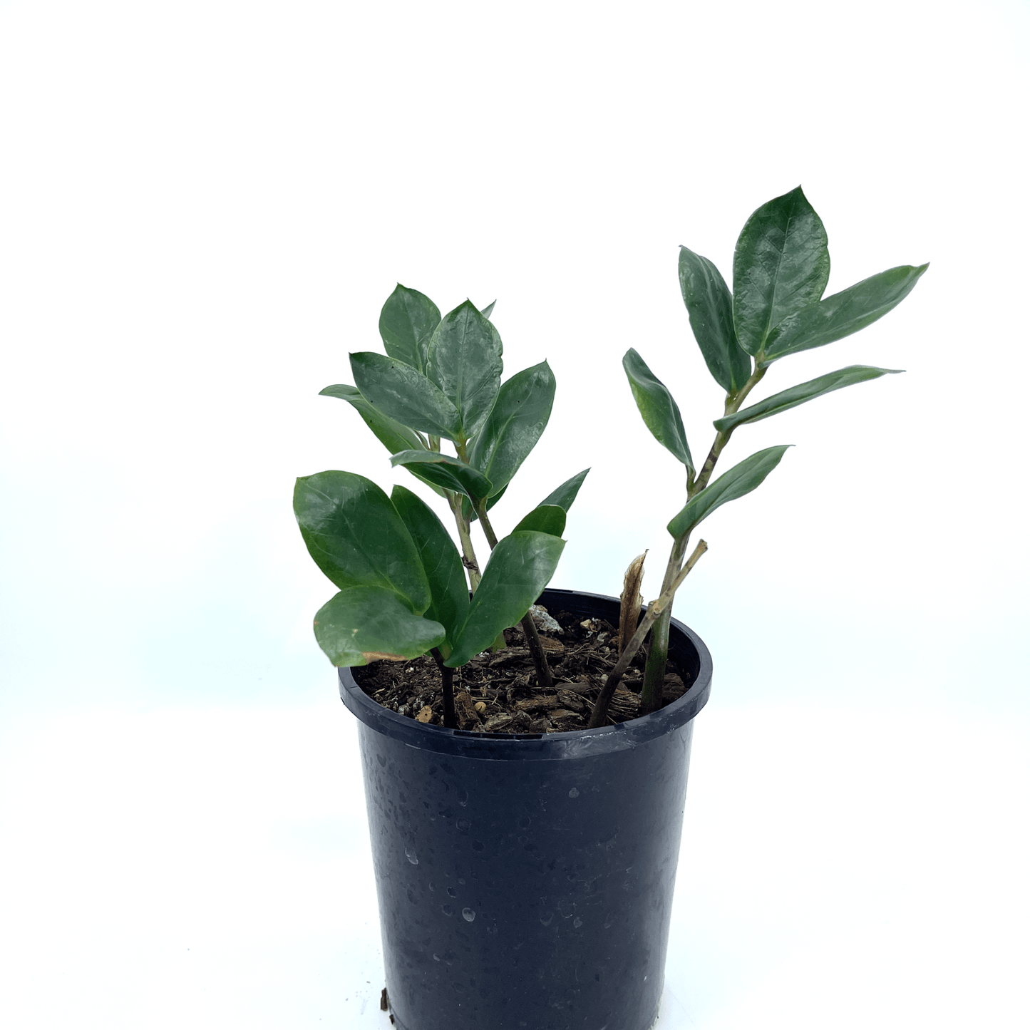 Zanzibar Gem - The Plant Buddies