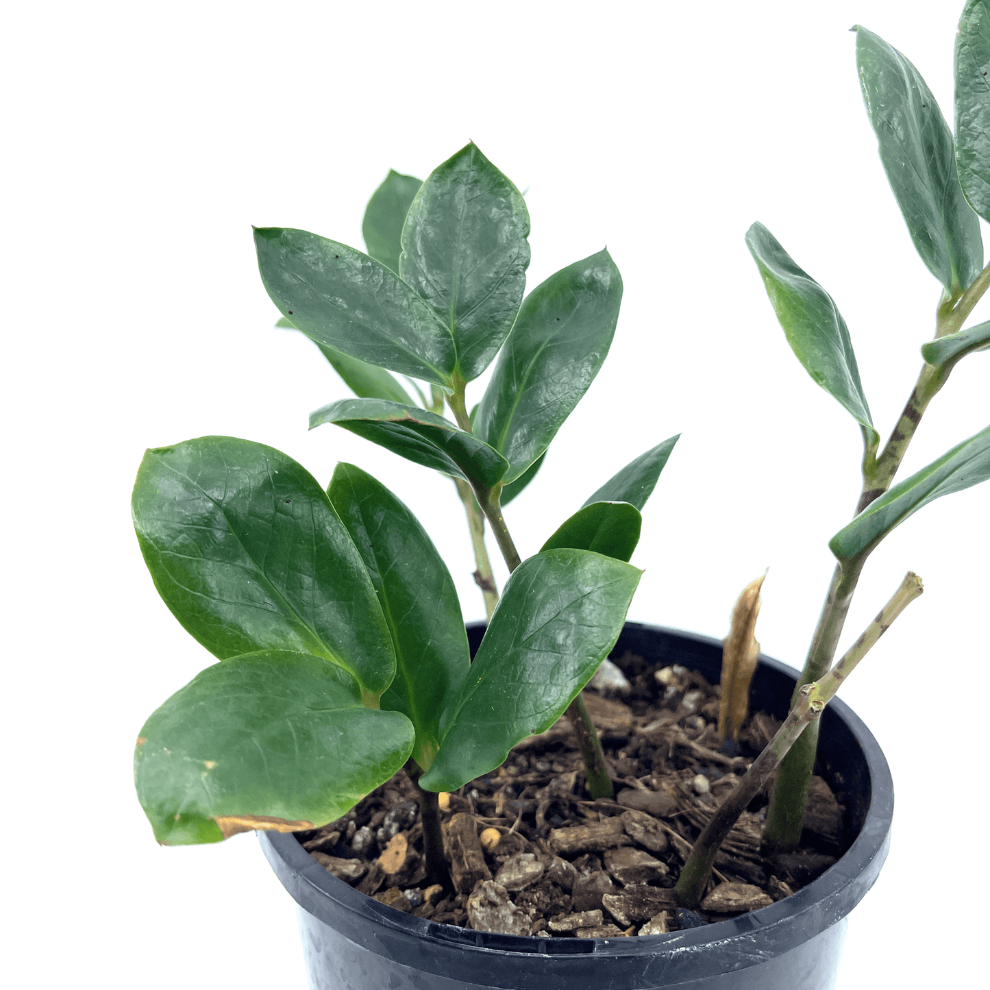 Zanzibar Gem - The Plant Buddies