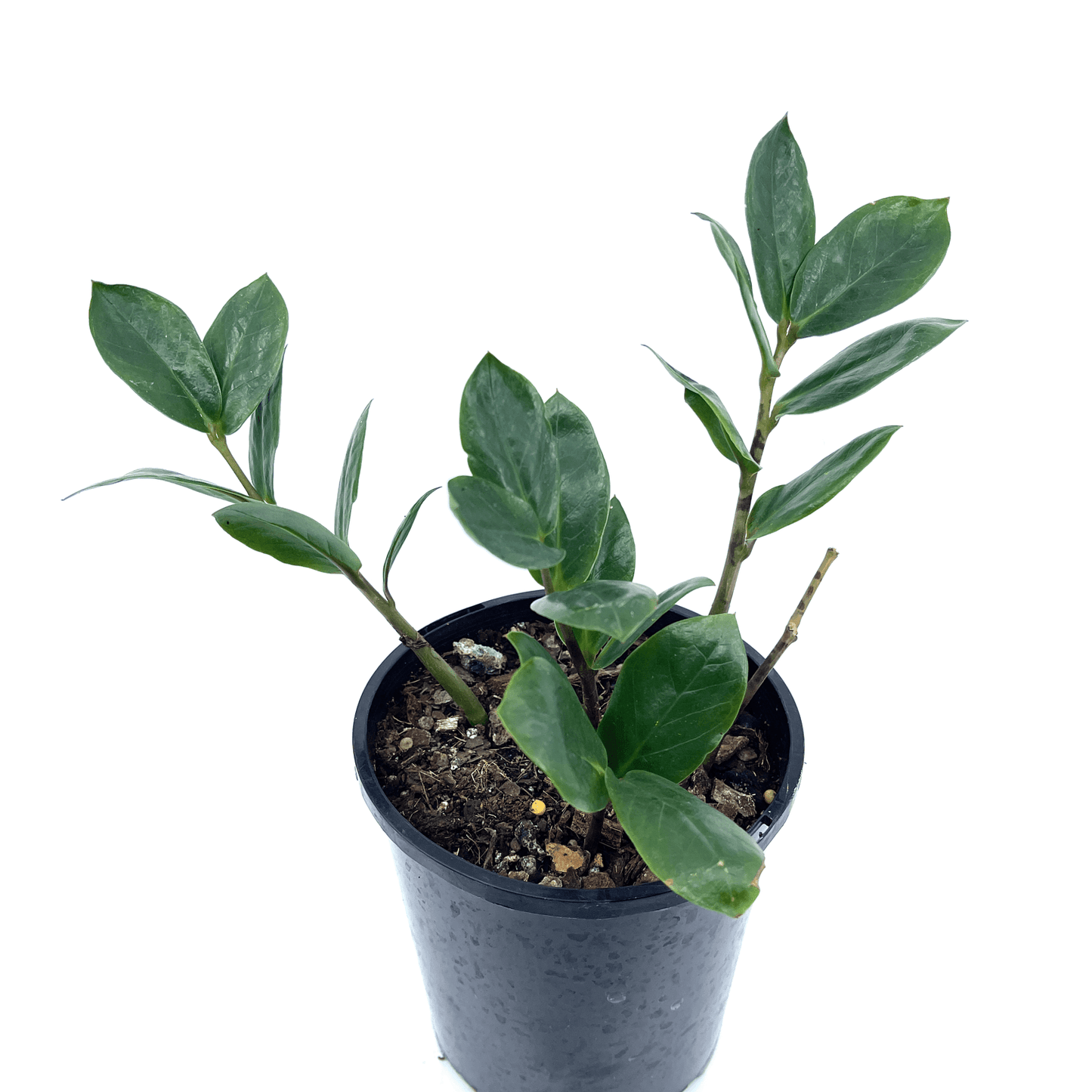 Zanzibar Gem - The Plant Buddies