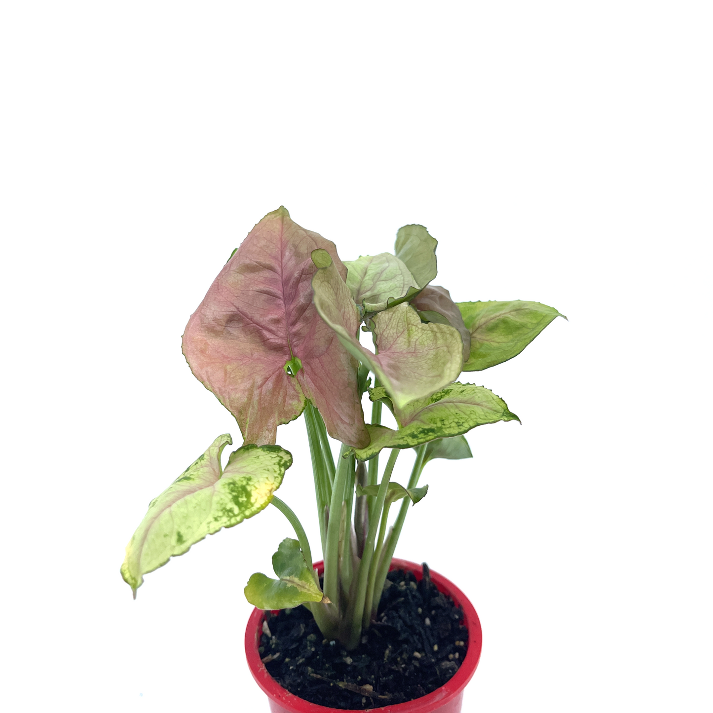 Syngonium - Dwarf Princess