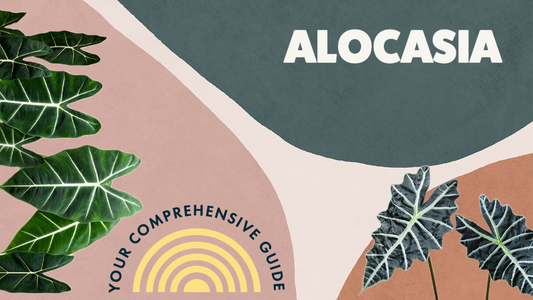 How To Care For Alocasias