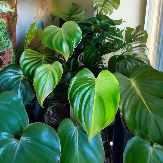 The Philodendron Craze: What’s All the Fuss About? - The Plant Buddies