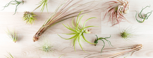 What Are Air Plants & How Do They Live? - The Plant Buddies