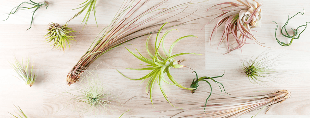 What Are Air Plants & How Do They Live?