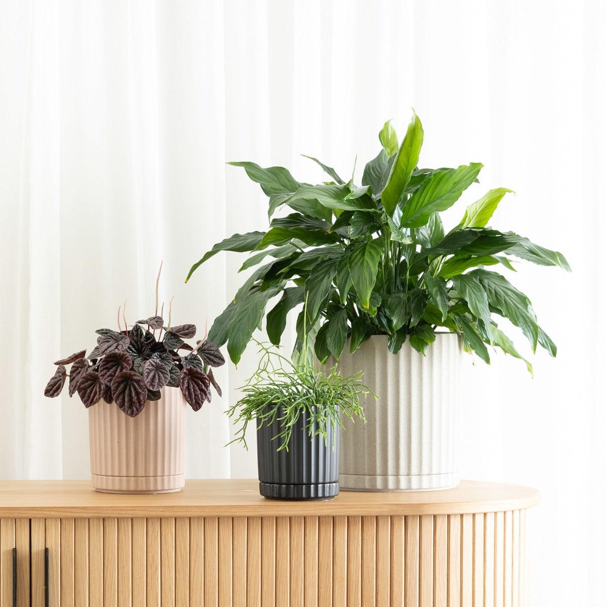 In Stock Indoor Plants Online The Plant Buddies Australia