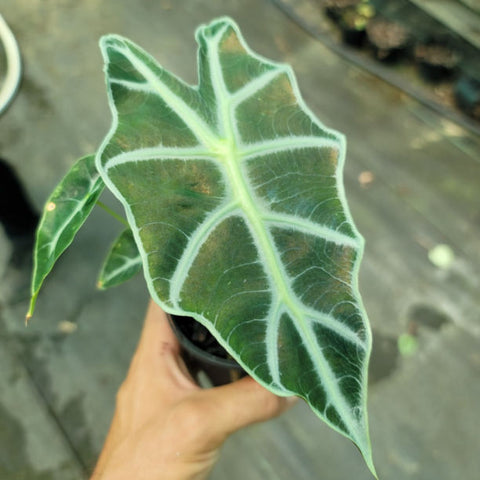 Alocasia - Amazonica Dwarf