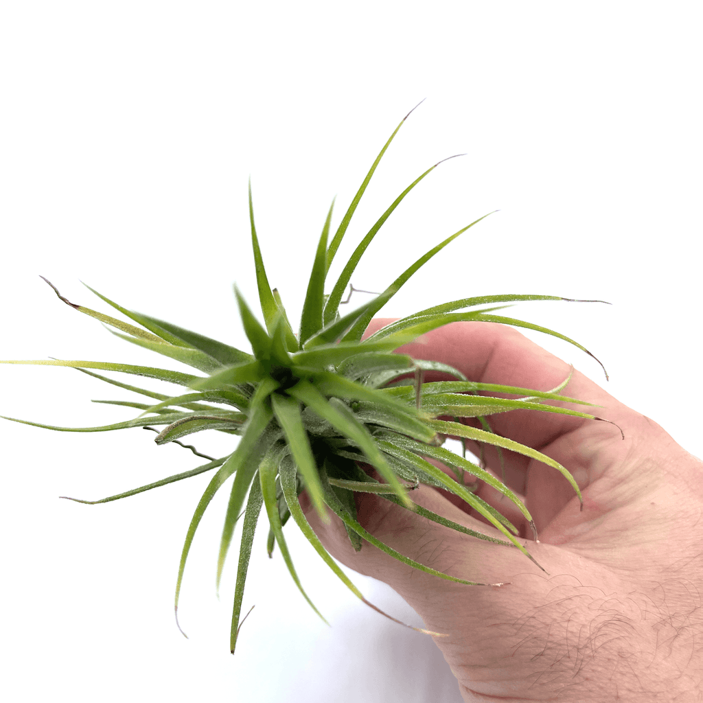 Air Plant - The Plant Buddies