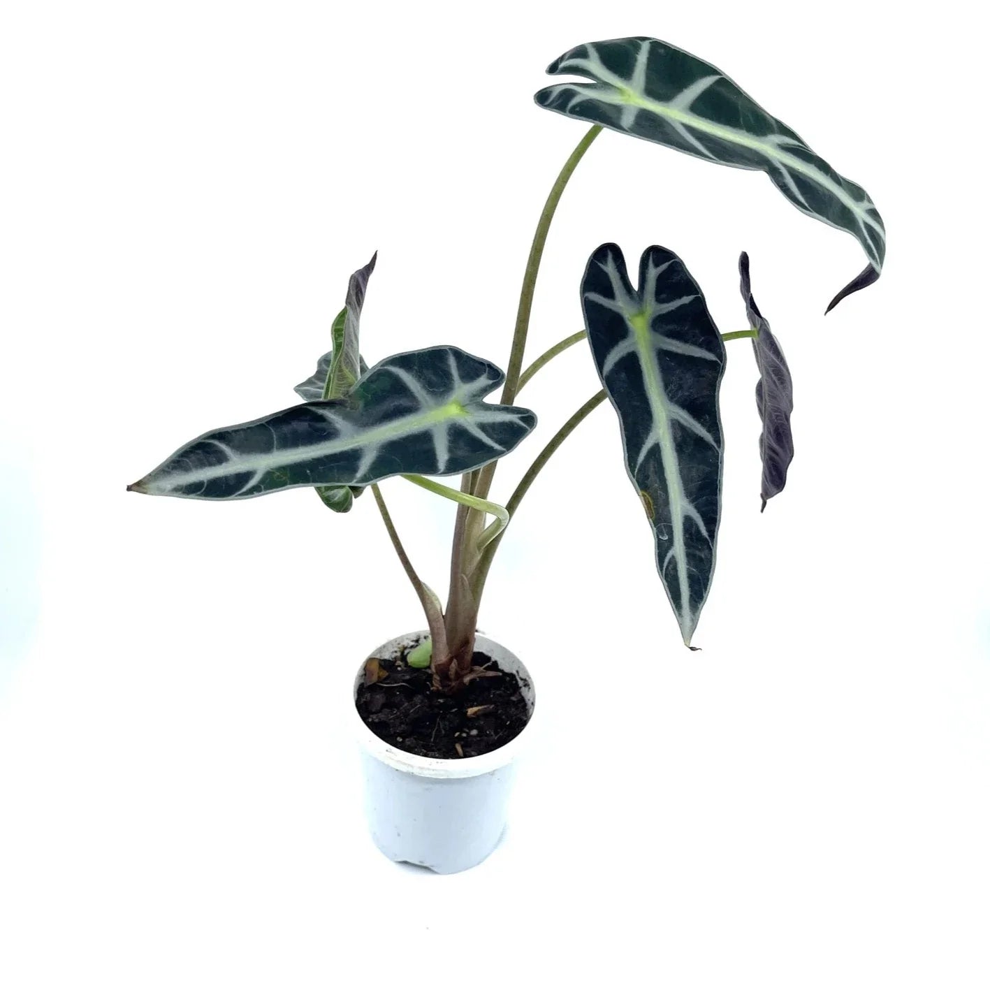 Alocasia - Bambino - The Plant Buddies