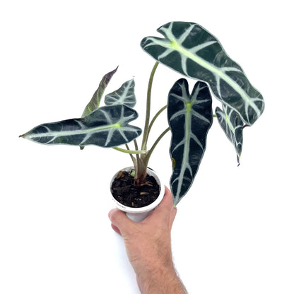 Alocasia - Bambino - The Plant Buddies