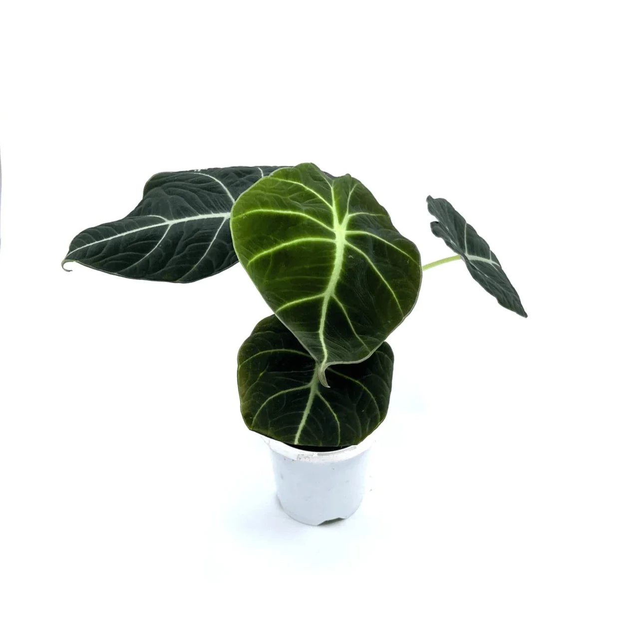 Alocasia - Black Velvet - The Plant Buddies