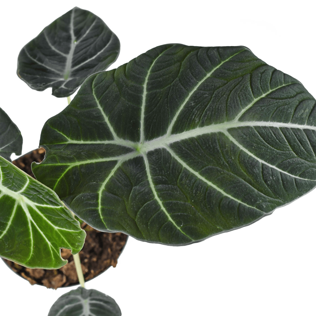 Alocasia - Black Velvet - The Plant Buddies