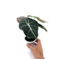 Alocasia - Black Velvet - The Plant Buddies