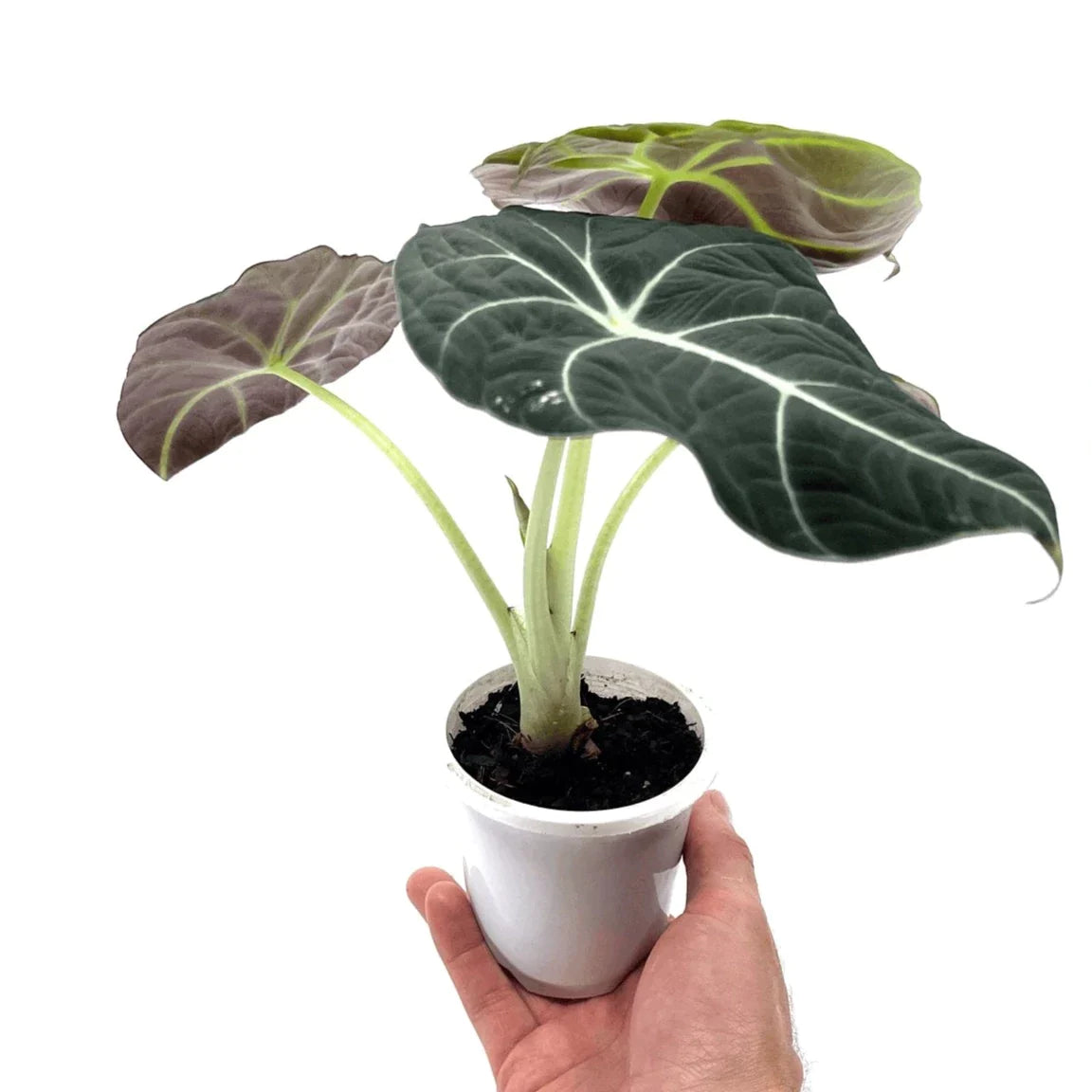 Alocasia - Black Velvet - The Plant Buddies