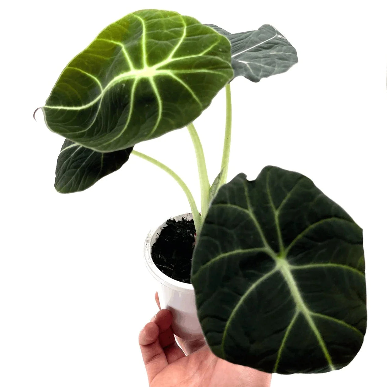 Alocasia - Black Velvet - The Plant Buddies