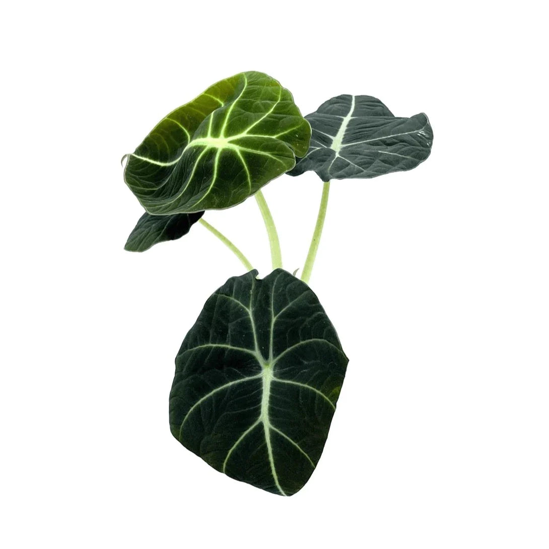 Alocasia - Black Velvet - The Plant Buddies