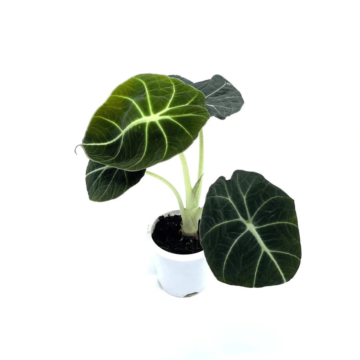 Alocasia - Black Velvet - The Plant Buddies