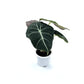 Alocasia - Black Velvet - The Plant Buddies