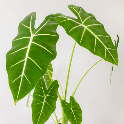 Alocasia - Frydek Green Velvet - The Plant Buddies