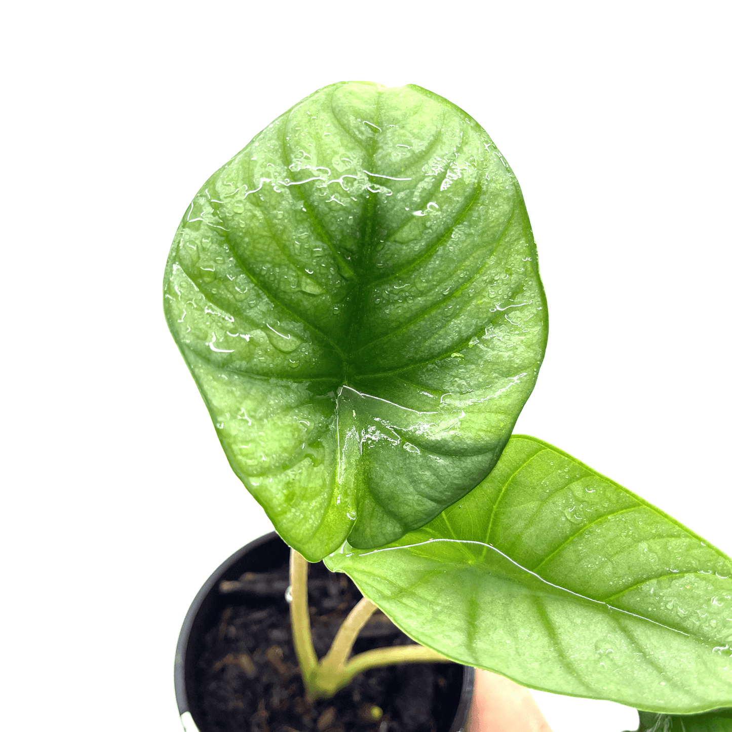 Alocasia - Reginae - The Plant Buddies