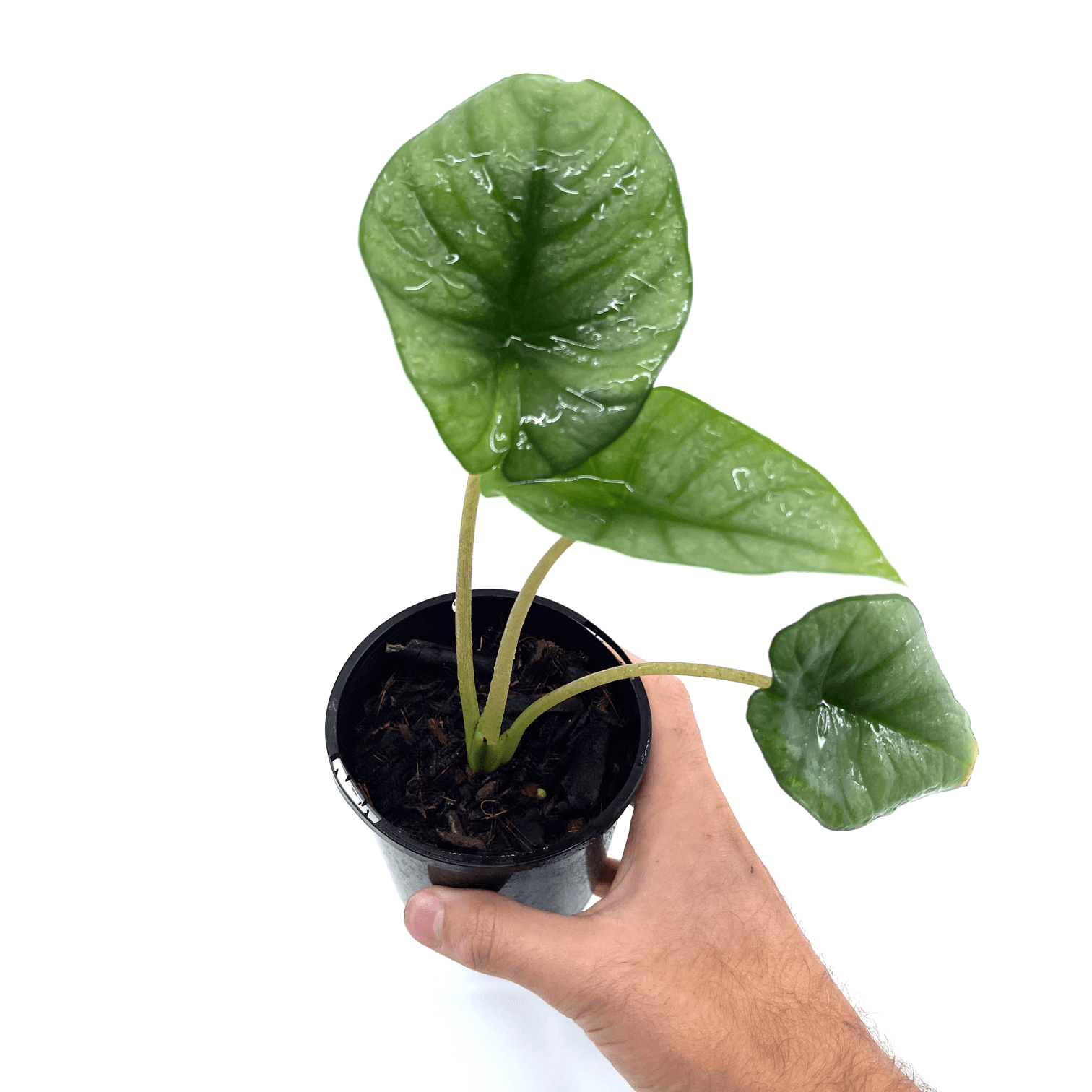 Alocasia - Reginae - The Plant Buddies