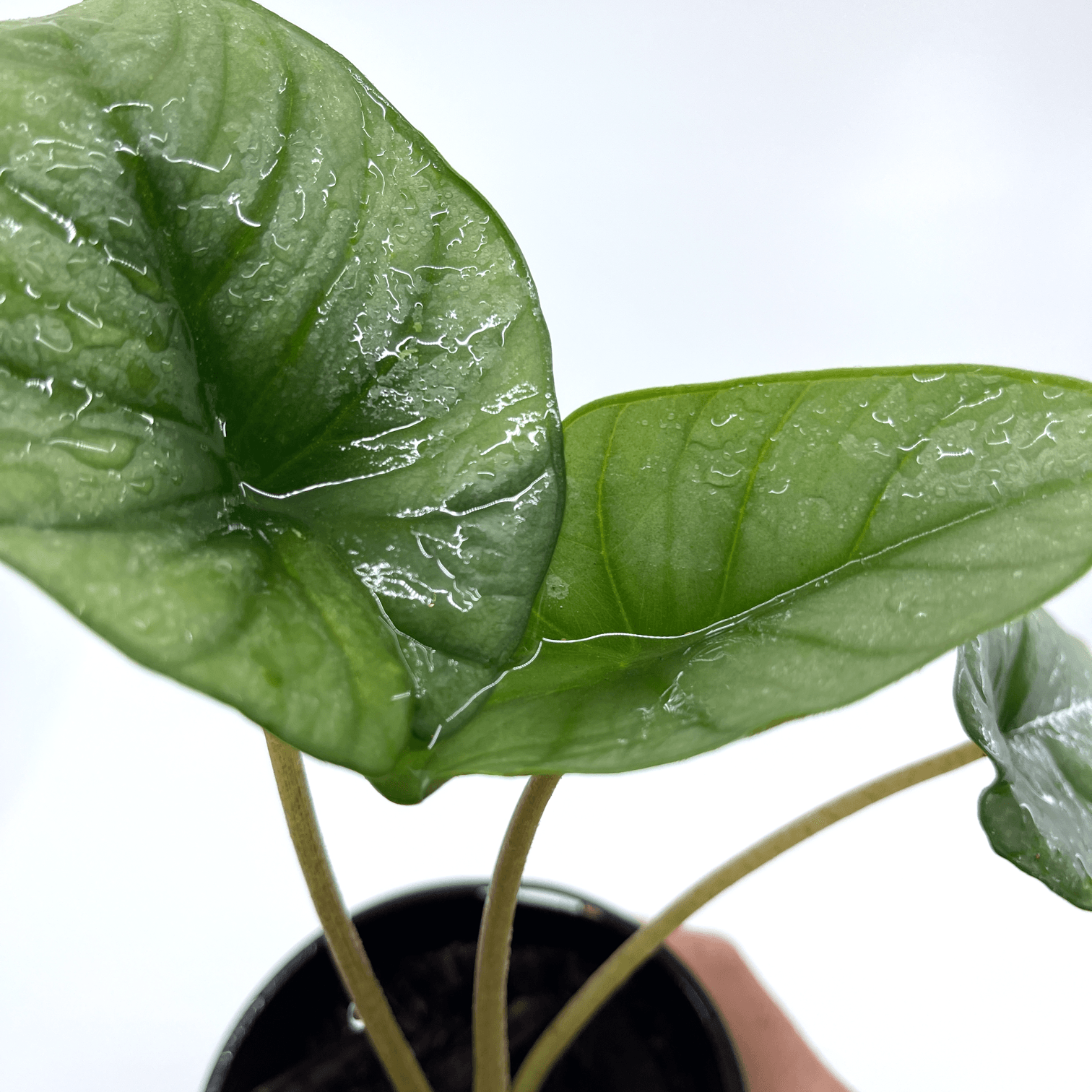 Alocasia - Reginae - The Plant Buddies