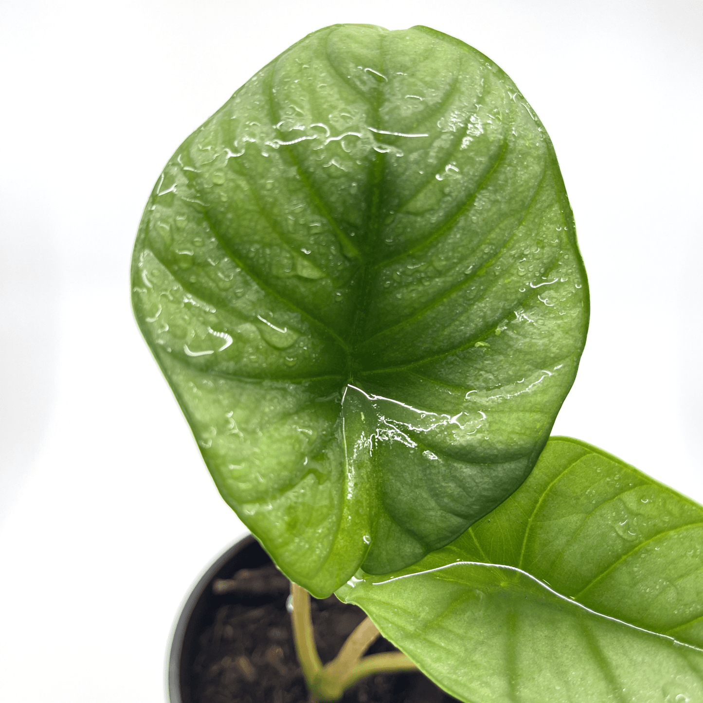 Alocasia - Reginae - The Plant Buddies