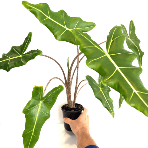 Alocasia - Sarian - The Plant Buddies