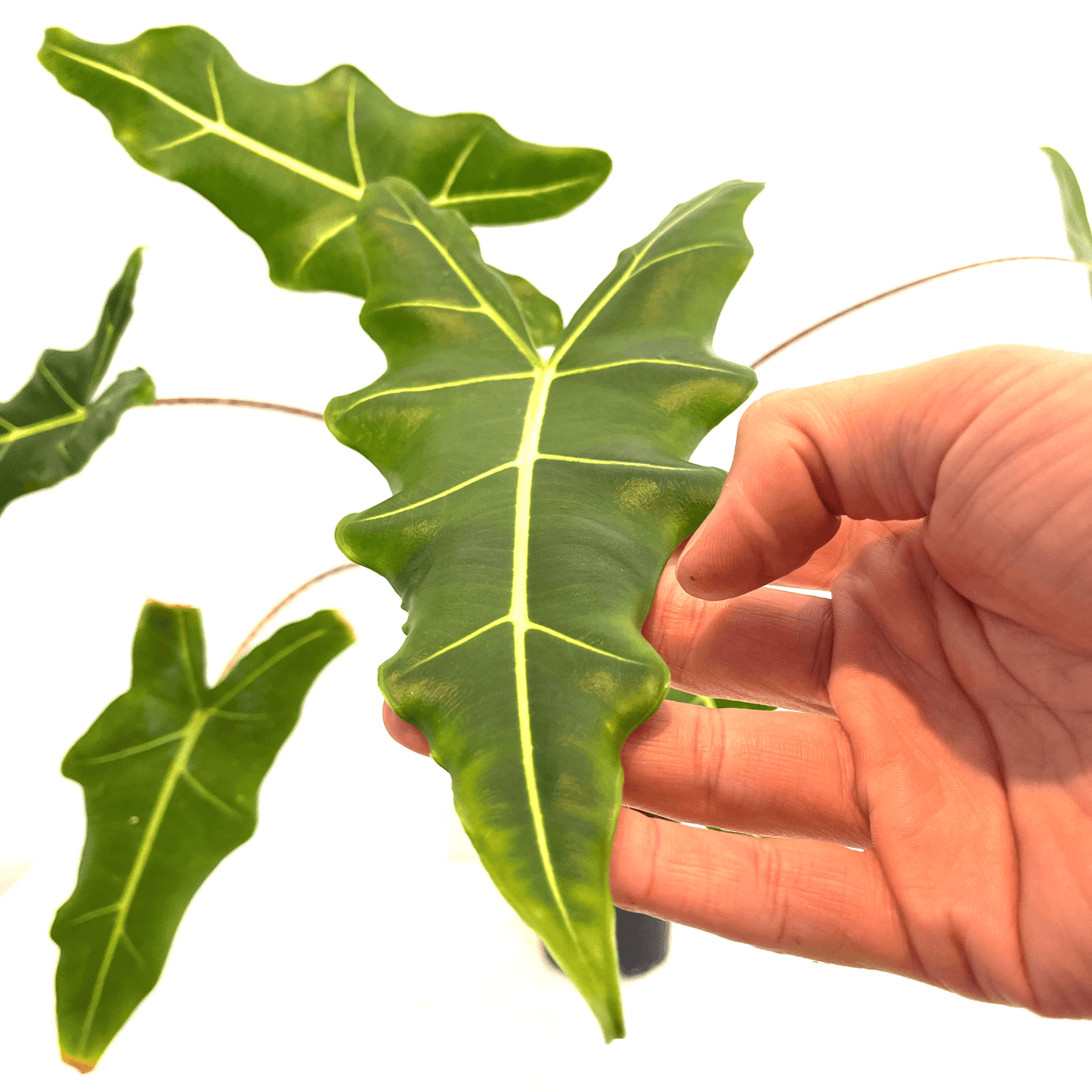 Alocasia - Sarian - The Plant Buddies