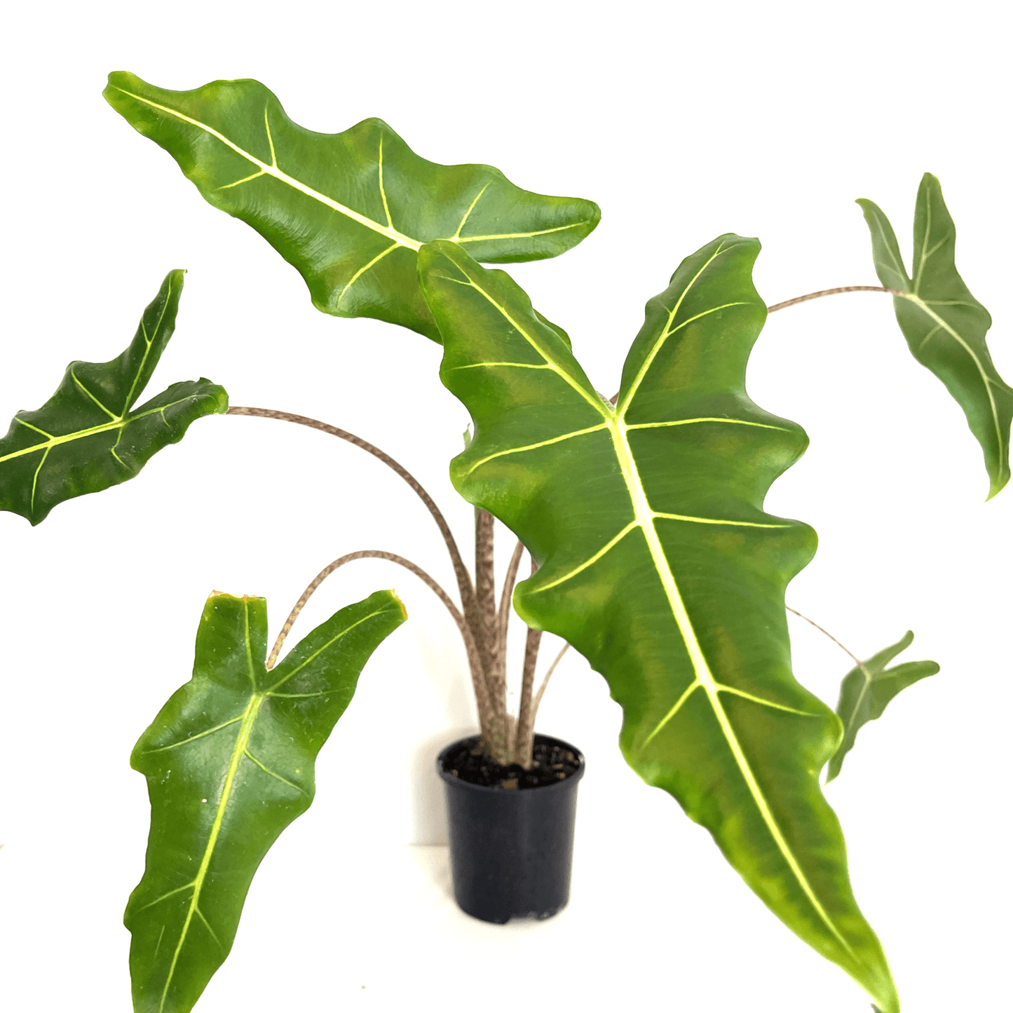 Alocasia - Sarian - The Plant Buddies