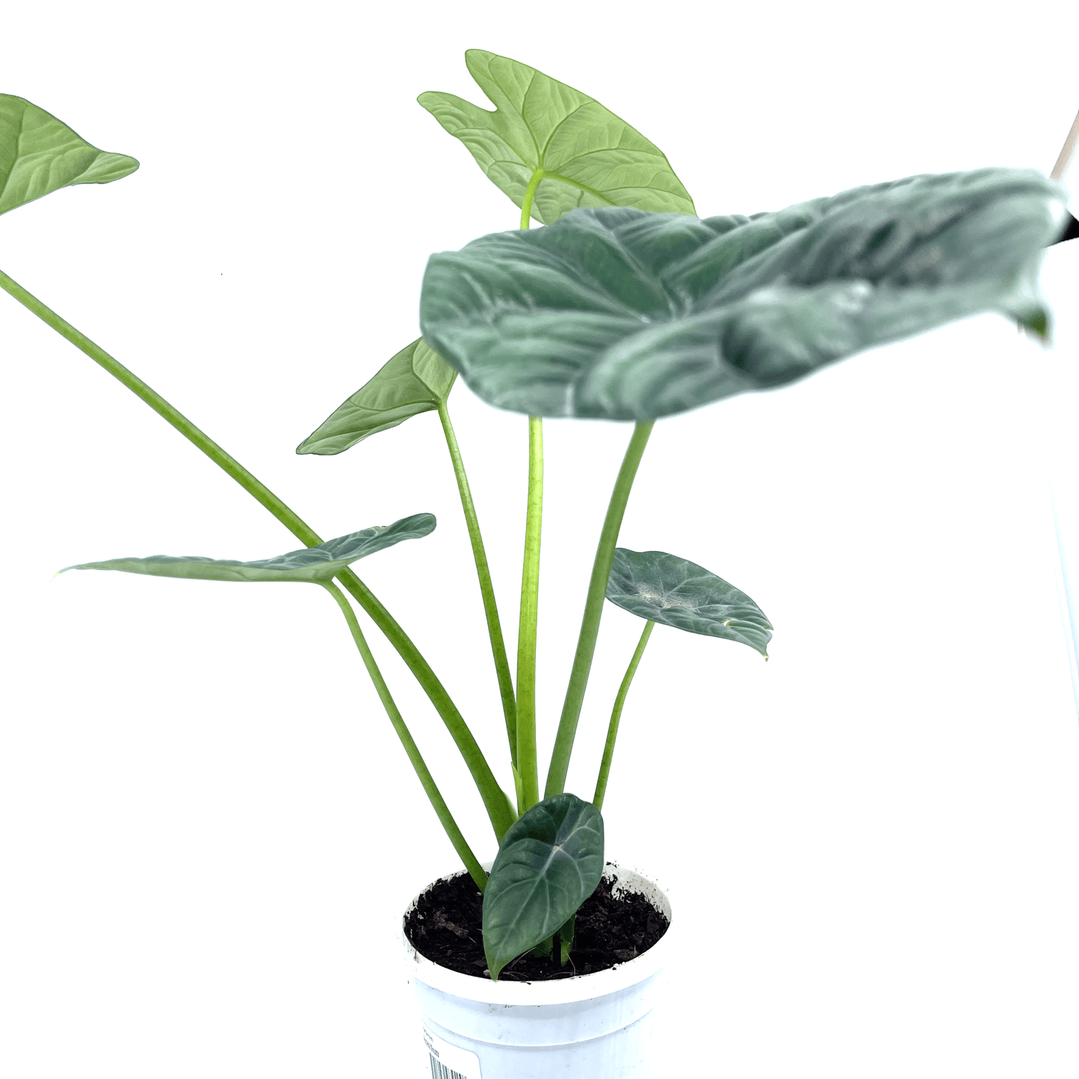 Alocasia - Sinuata - The Plant Buddies