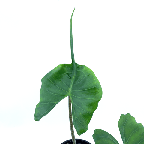 Alocasia - Stingray - The Plant Buddies