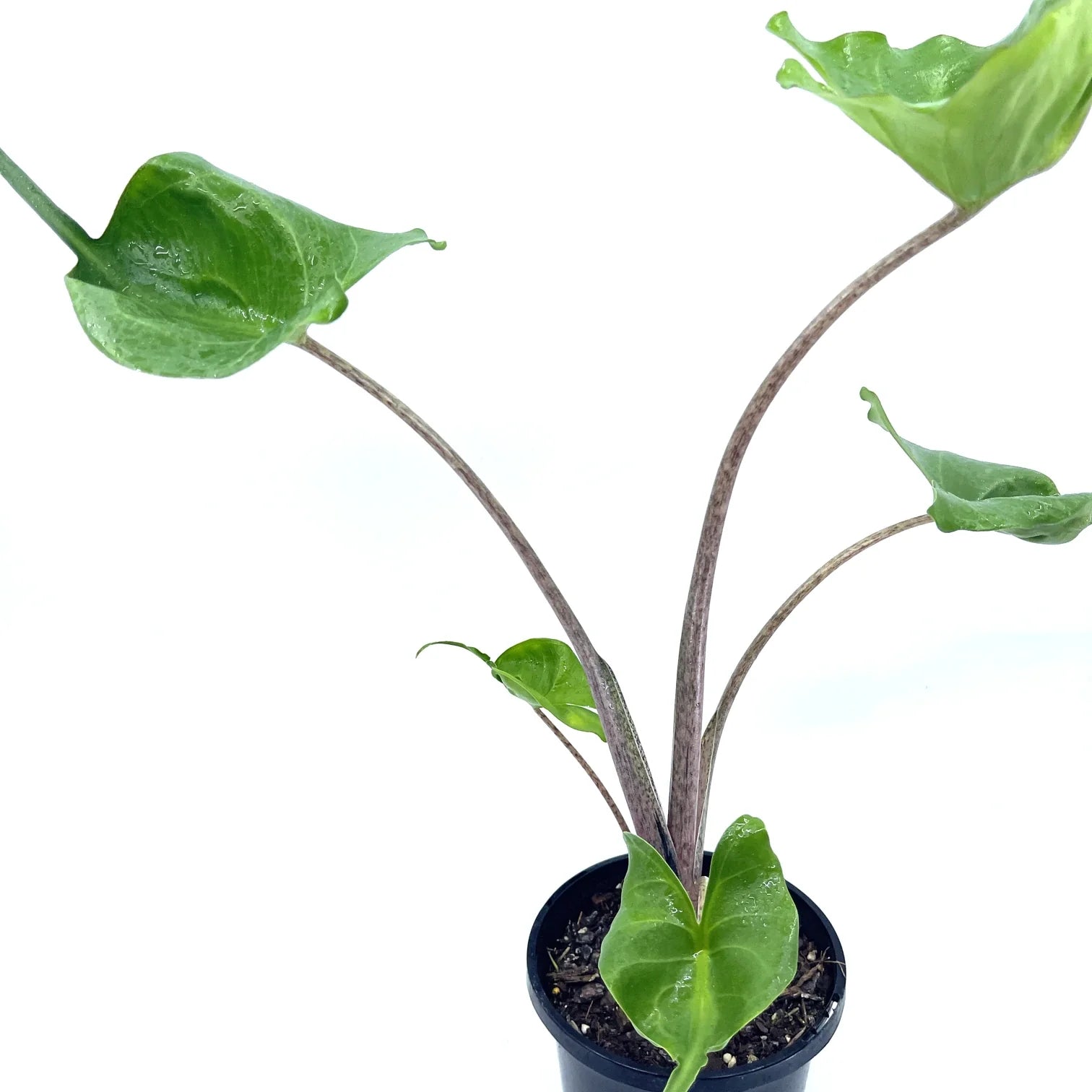 Alocasia - Stingray - The Plant Buddies