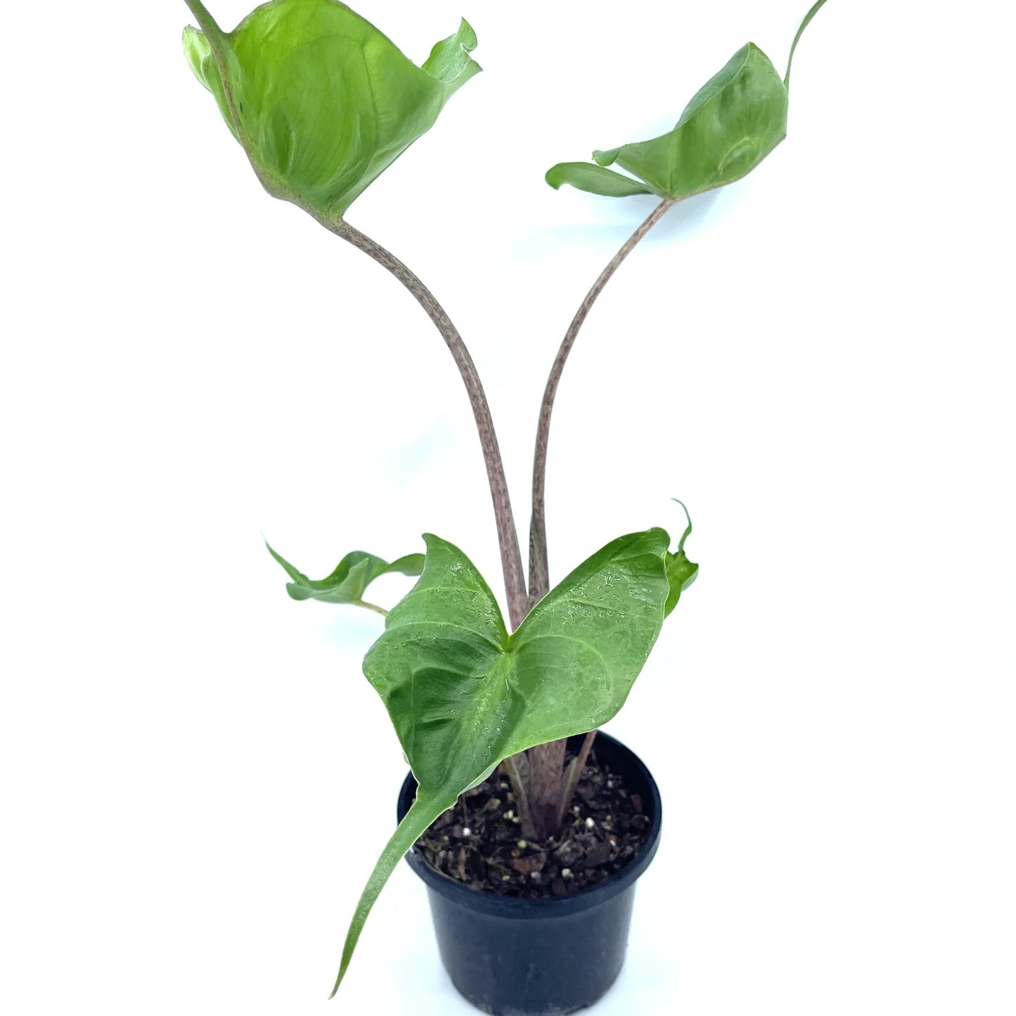 Alocasia - Stingray - The Plant Buddies