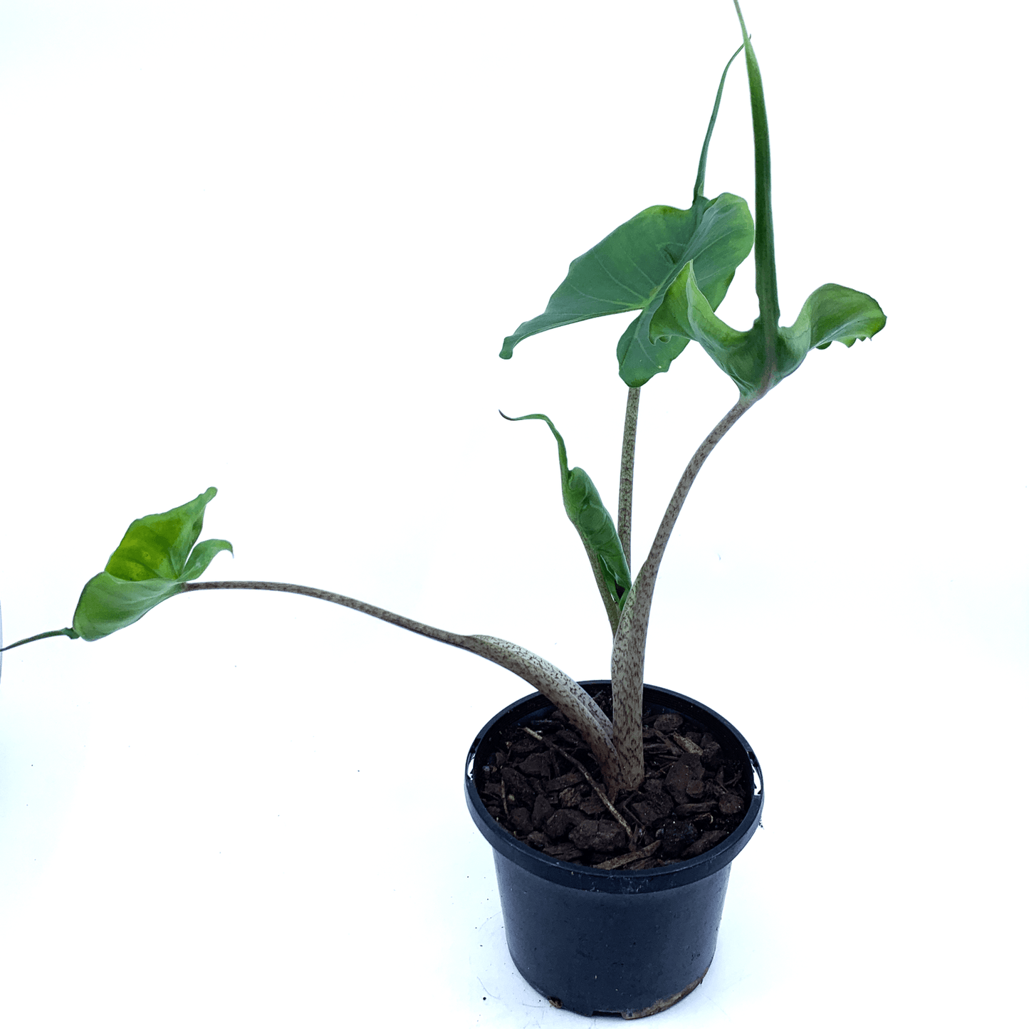 Alocasia - Stingray - The Plant Buddies