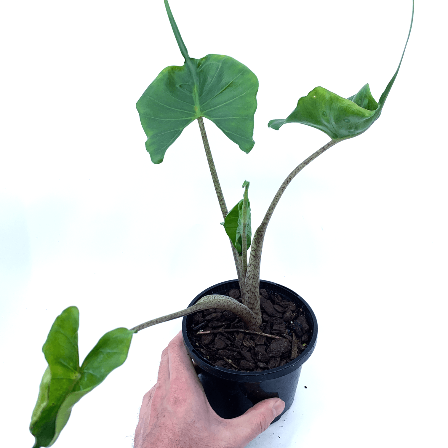 Alocasia - Stingray - The Plant Buddies