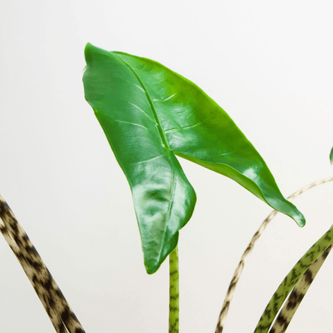 Alocasia - Zebrina - The Plant Buddies