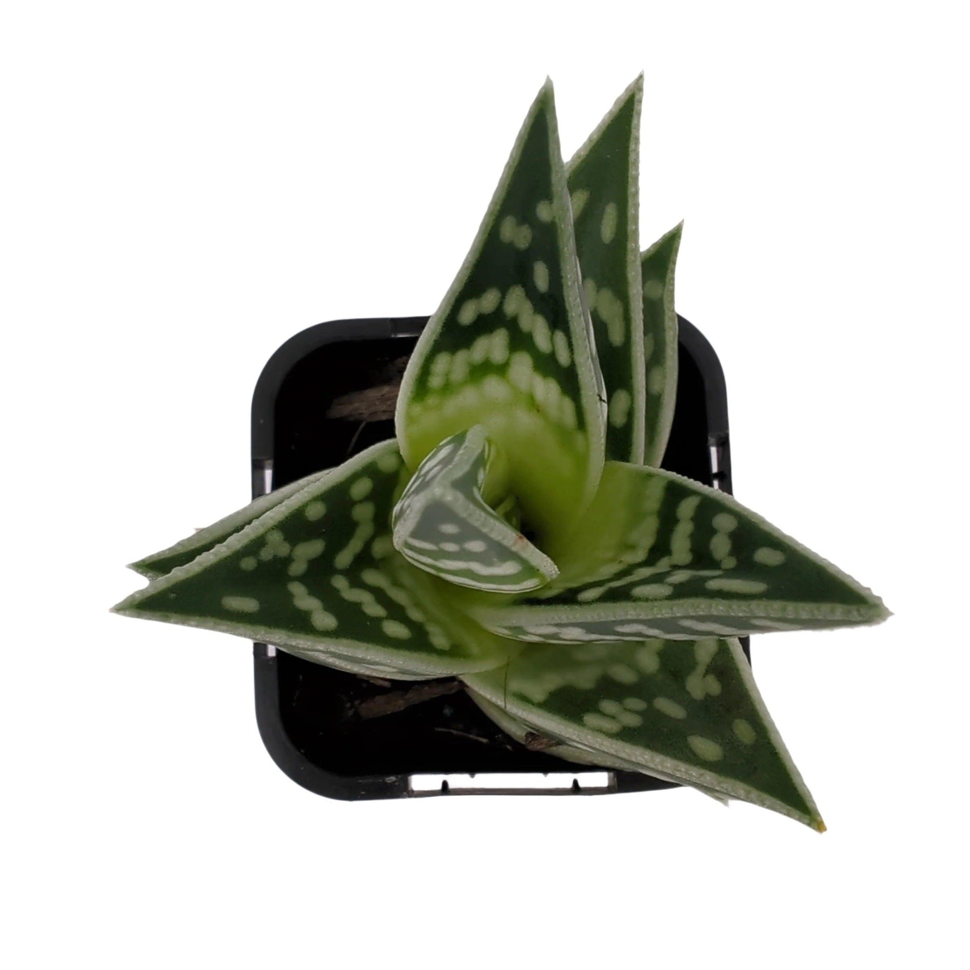 aloe gator succulent Aloe - Gator | Buy Indoor Plants Online
