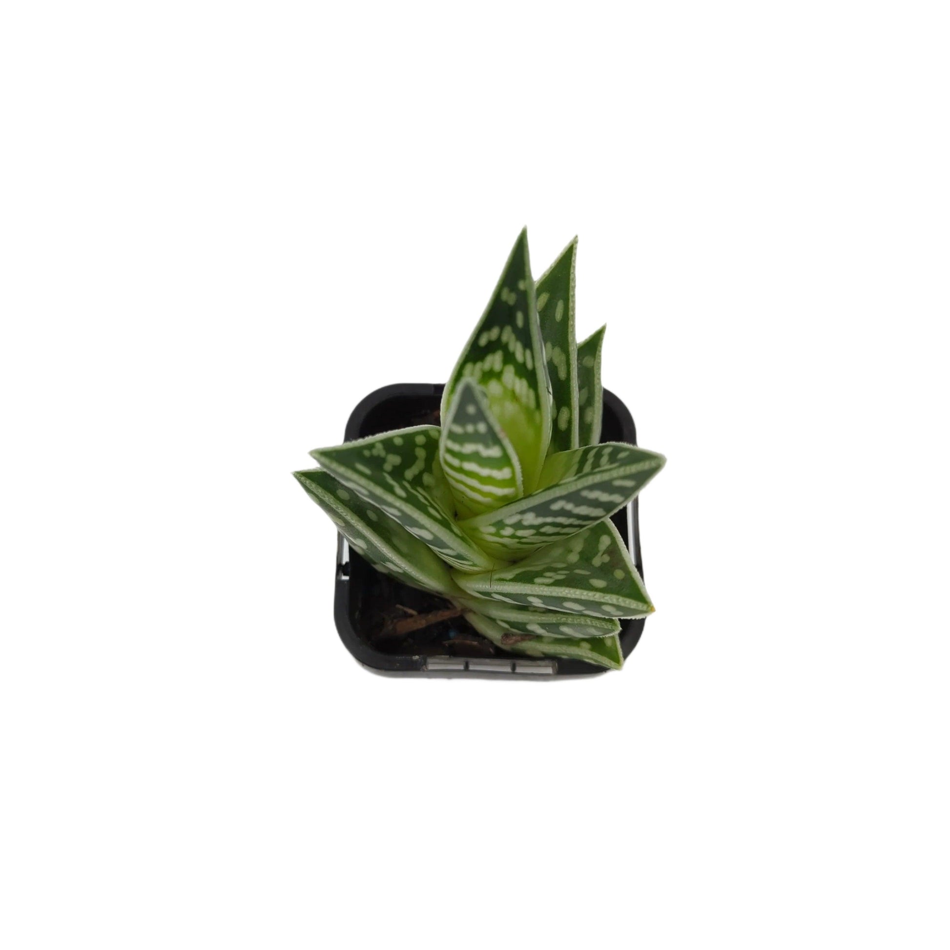 Aloe - Gator - The Plant Buddies
