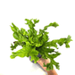 Asplenium Crissie Fern - The Plant Buddies