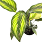 Calathea - Beauty Star - The Plant Buddies