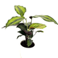 Calathea - Beauty Star - The Plant Buddies
